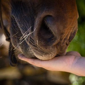 Hand an Pferdeschnauze